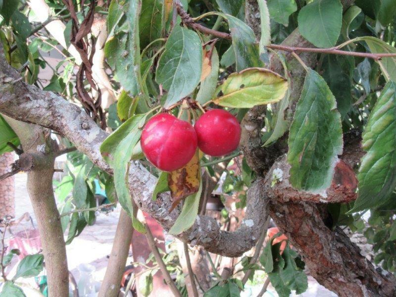 Sobral de Monte Agraço Quintal Do Freixo - Country House מראה חיצוני תמונה