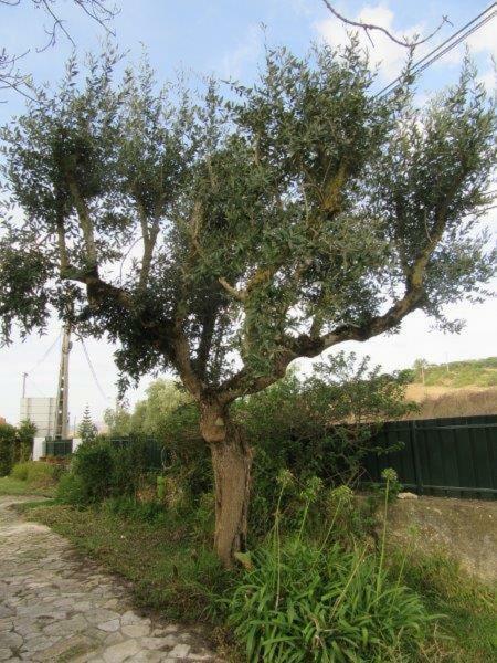 Sobral de Monte Agraço Quintal Do Freixo - Country House מראה חיצוני תמונה